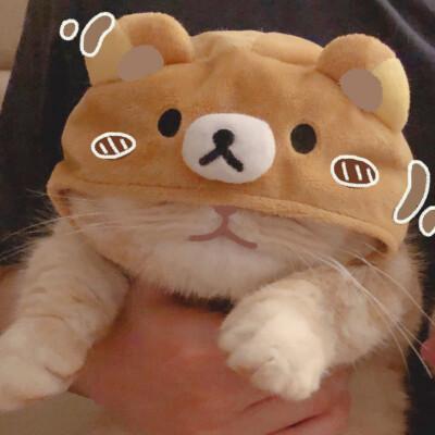 猫咪小屋分红猫版图标