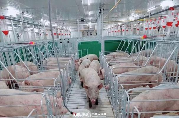养猪场福气值有什么用图标
