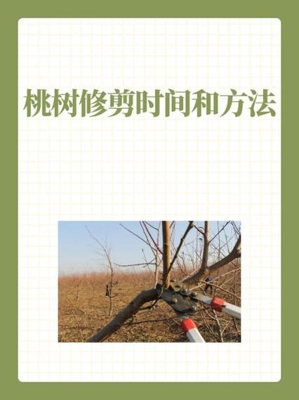 桃树最佳修剪时间图标