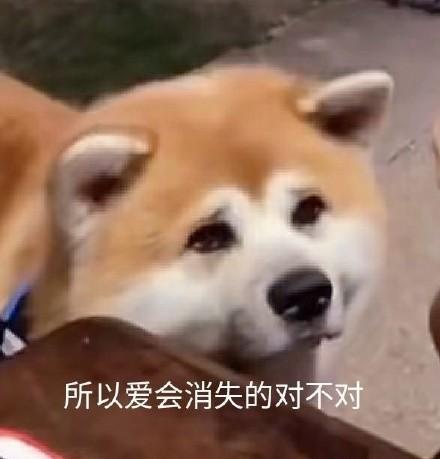 爱是不会消失的1.14全cg解锁版下载