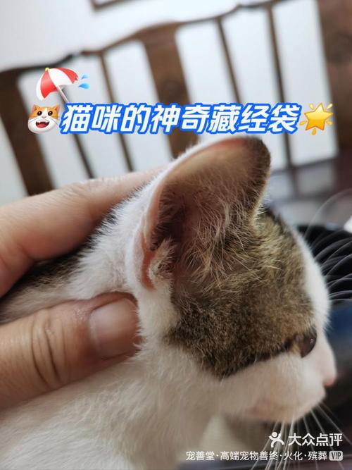 小猫耳朵痒一直挠怎么办图标