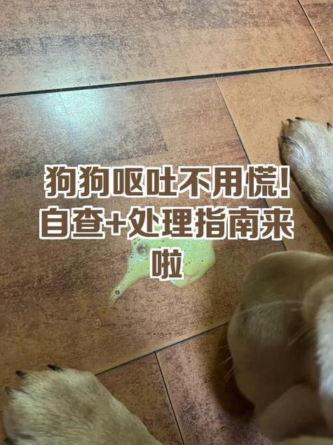 狗狗呕吐怎么治疗图标
