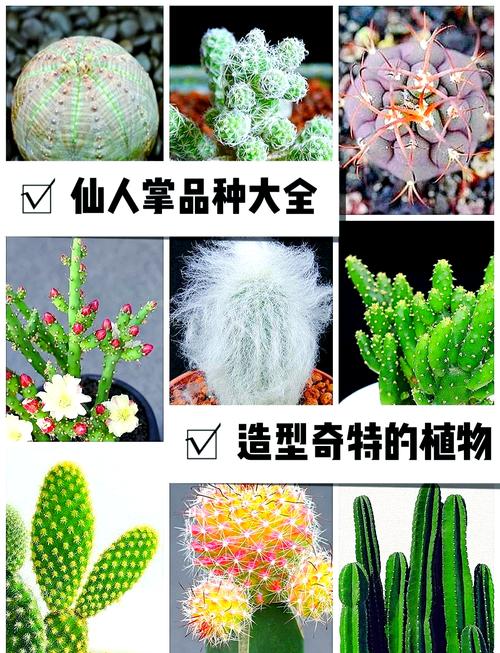 仙人掌种类