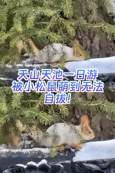 我唯一的松鼠阅读答案图标