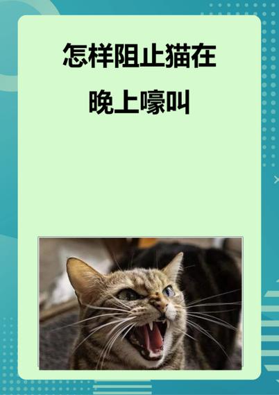 猫咪晚上一直叫怎么办图标