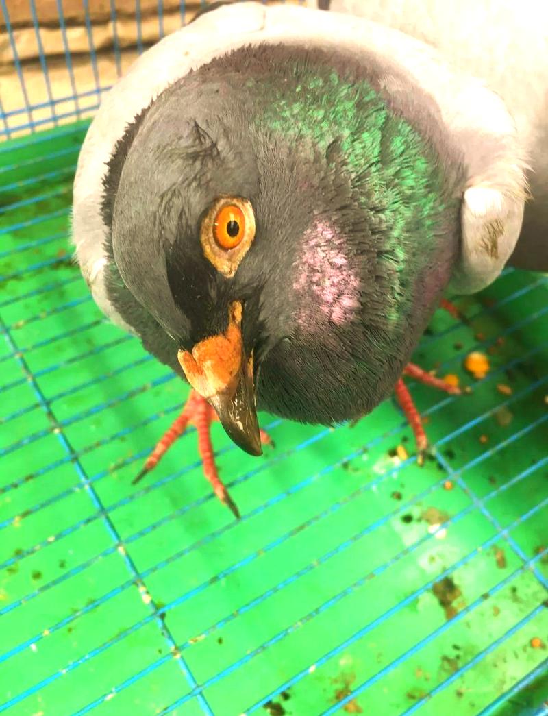 鸽子歪脖能自愈吗图标