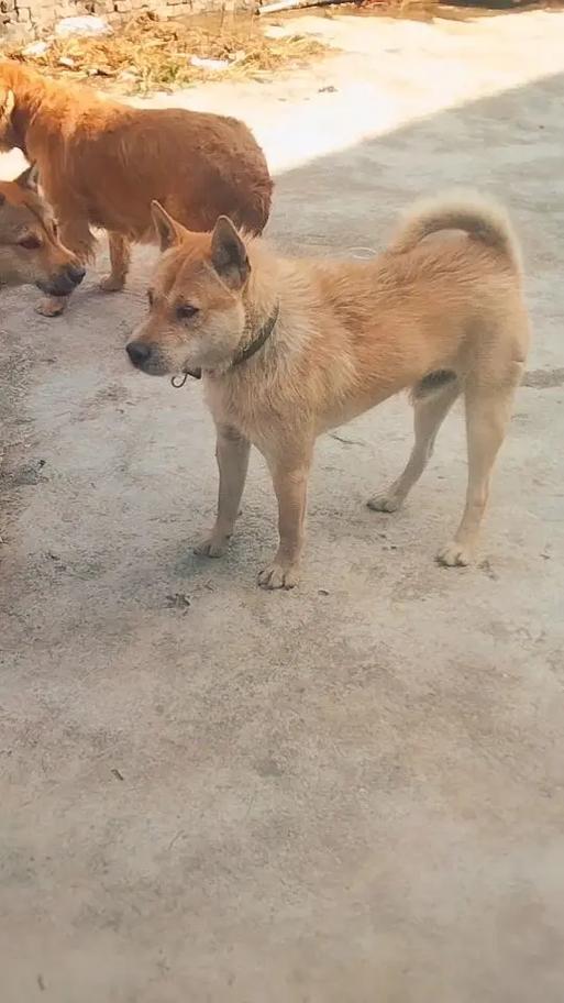 土狗呕吐没精神会死吗图标