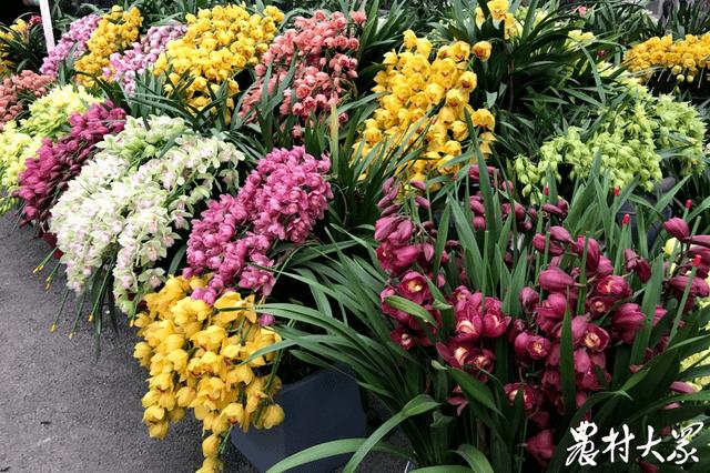 花卉市场卖什么最赚钱