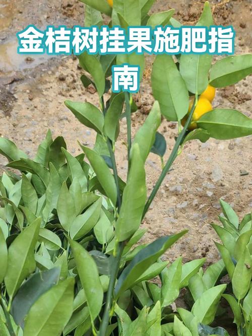 金桔施肥用哪些肥料图标