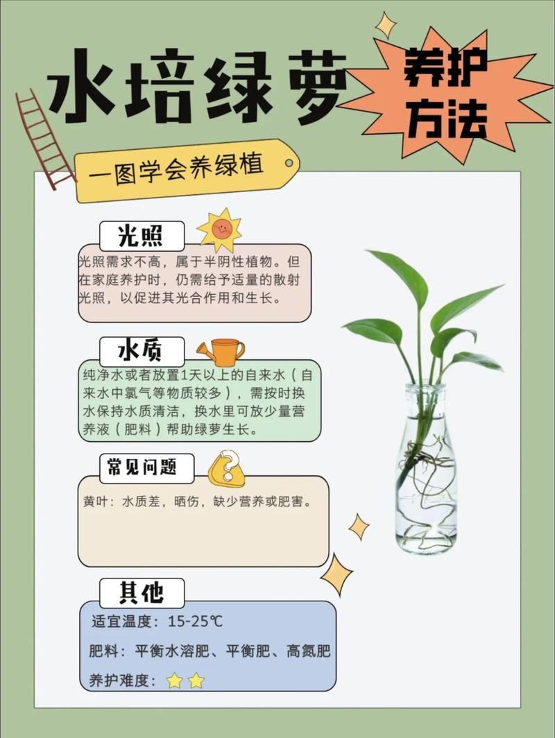 绿萝怎么浇水